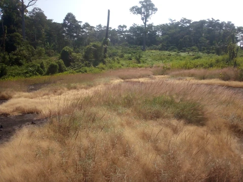 Kwóghó ɗə́ Məɓúgwon Gwêkwoŋ