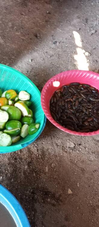 L'aubergine et les chenilles comestibles pour le mbol L'aubergine et les chenilles comestibles pour le mbol
